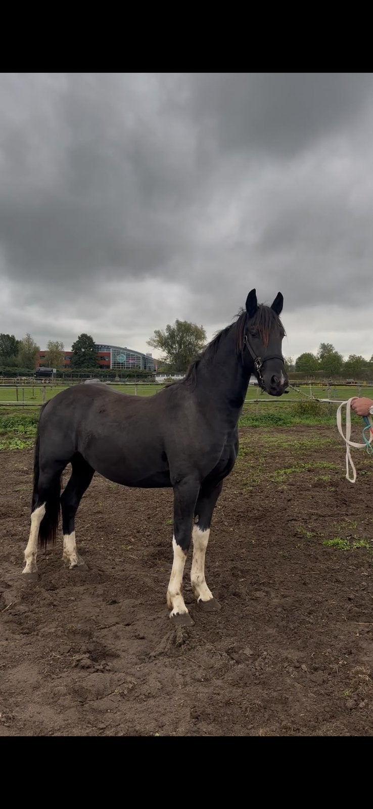 2 jarige barock pinto hengst jacobxx36 x jehannes 484, Hengst