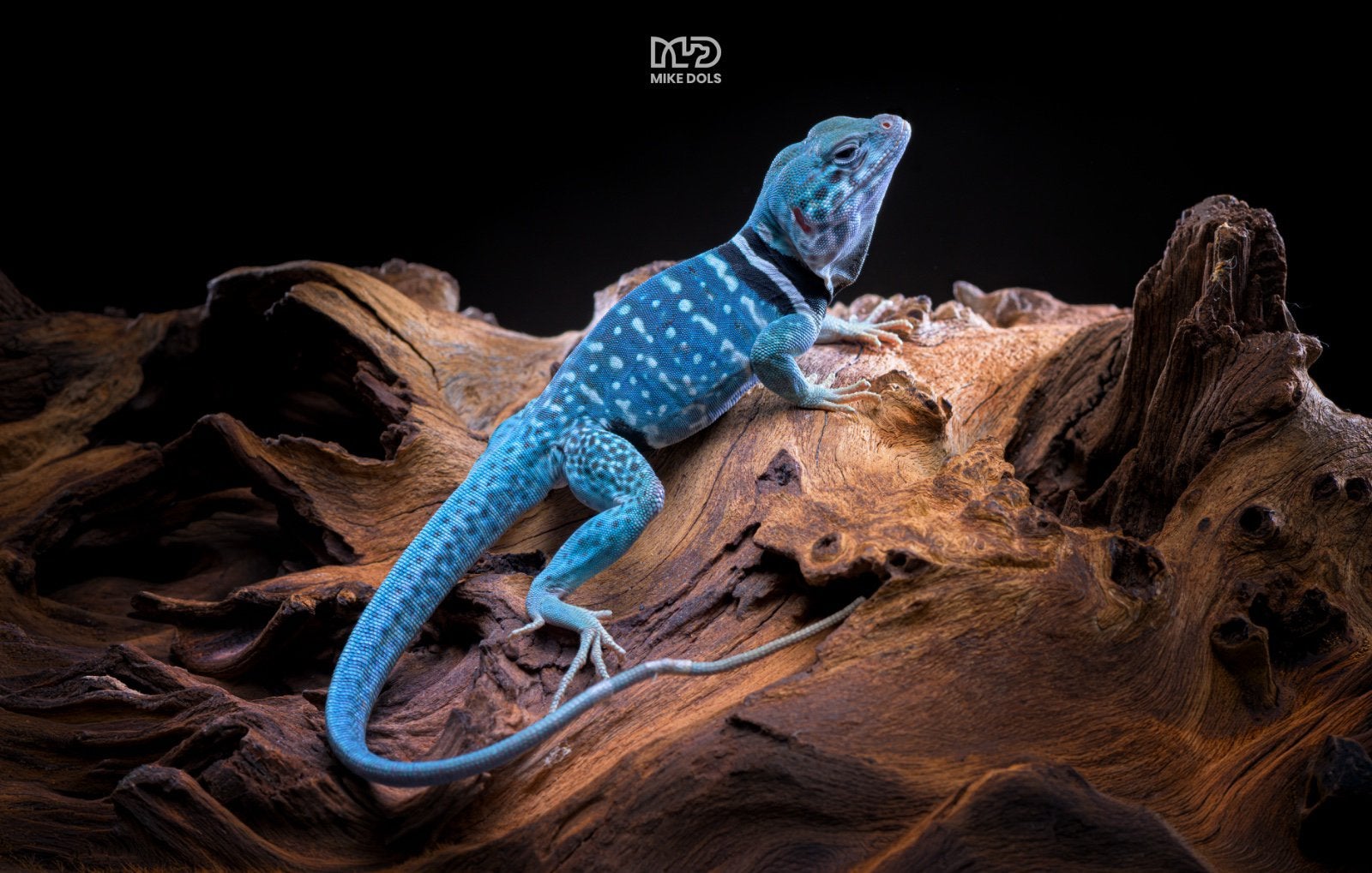1.0 Crotaphytus dickersonae te koop, Dieren en Toebehoren, Hagedis, Tam, 0 tot 2 jaar