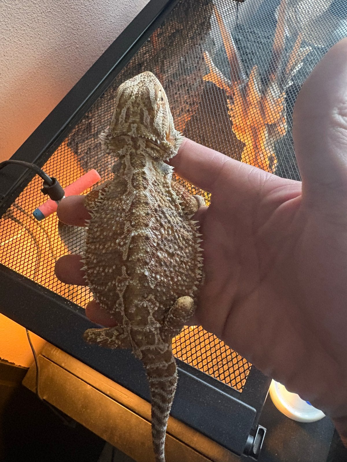 baardagaam 2 jaar tam Bearded Dragon photo 3
