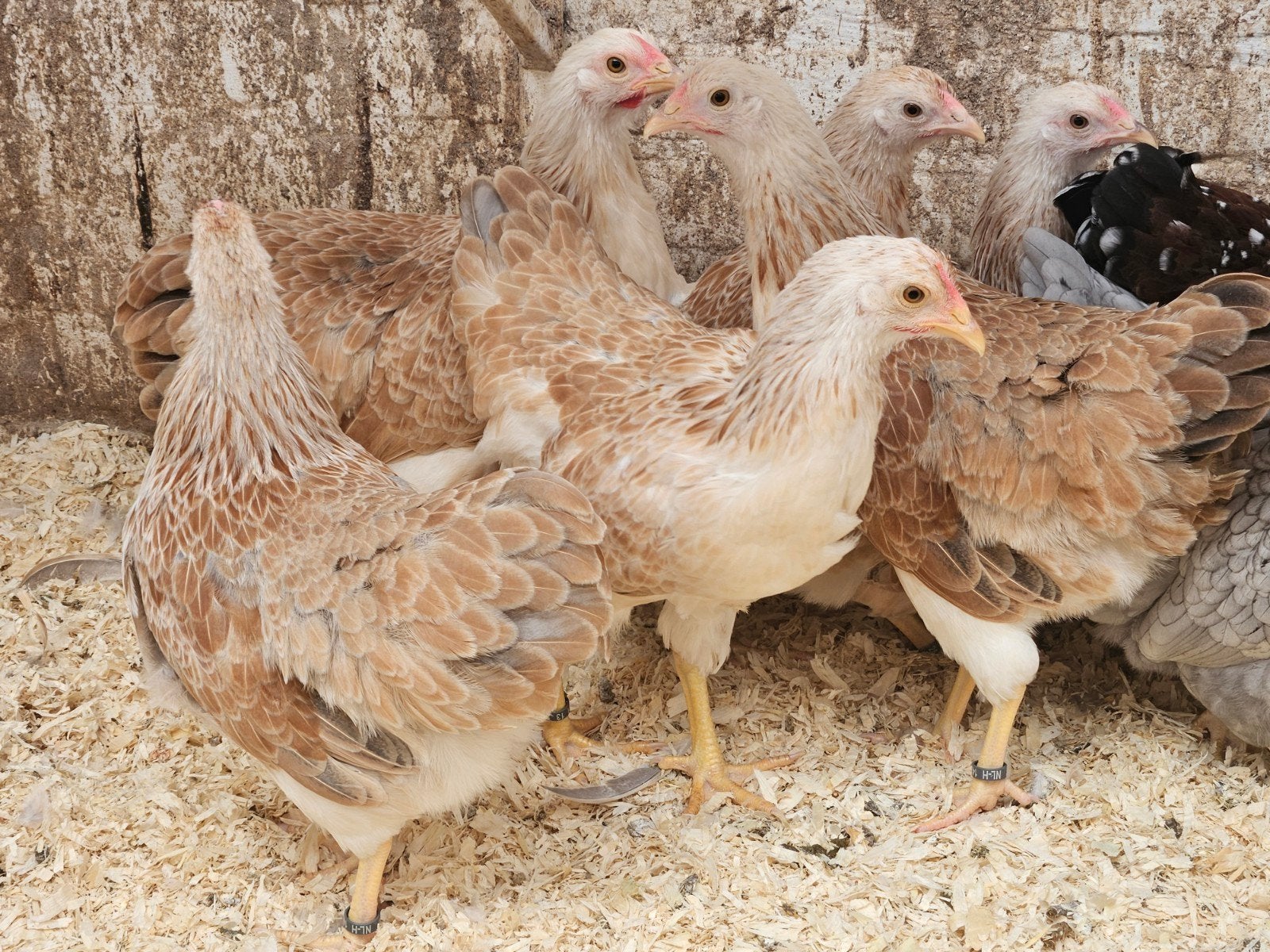 wyandotte krielen zalm 2026 hennen, Dieren en Toebehoren, Pluimvee, Vrouwelijk, Kip