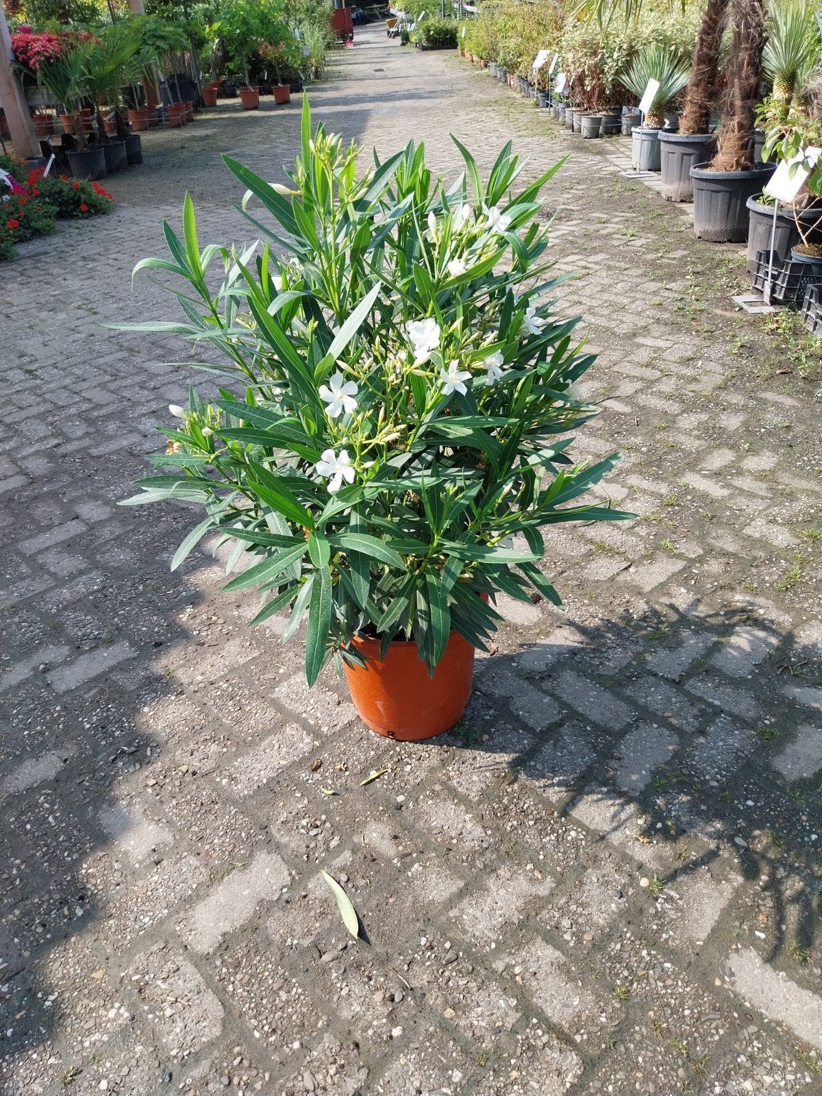 Witte Oleander Struik 60-80 cm - Mediterrane Sfeer, Tuin en Terras, Volle zon, Vaste plant, Zomer, Ophalen