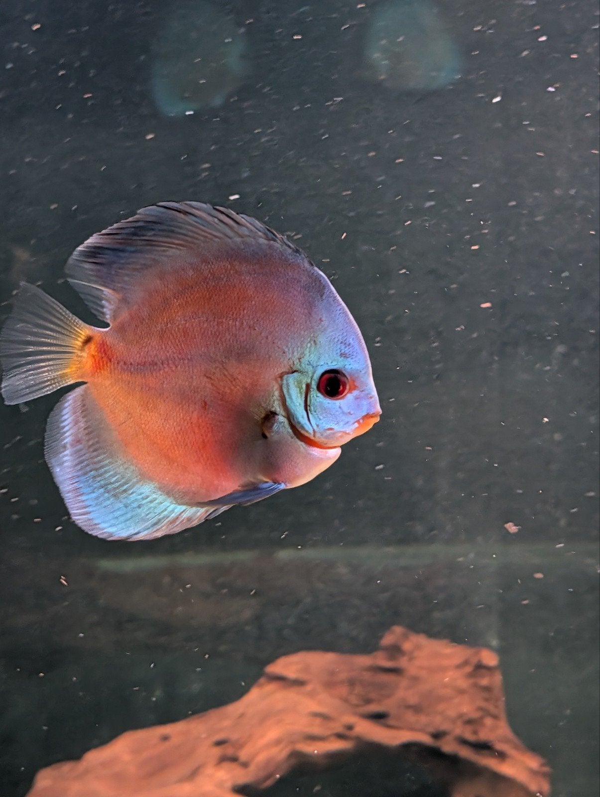 Prachtige symphosydon discus blue Diamond te koop/ruil, Dieren en Toebehoren, Vis, Zoetwatervis, Schoolvis