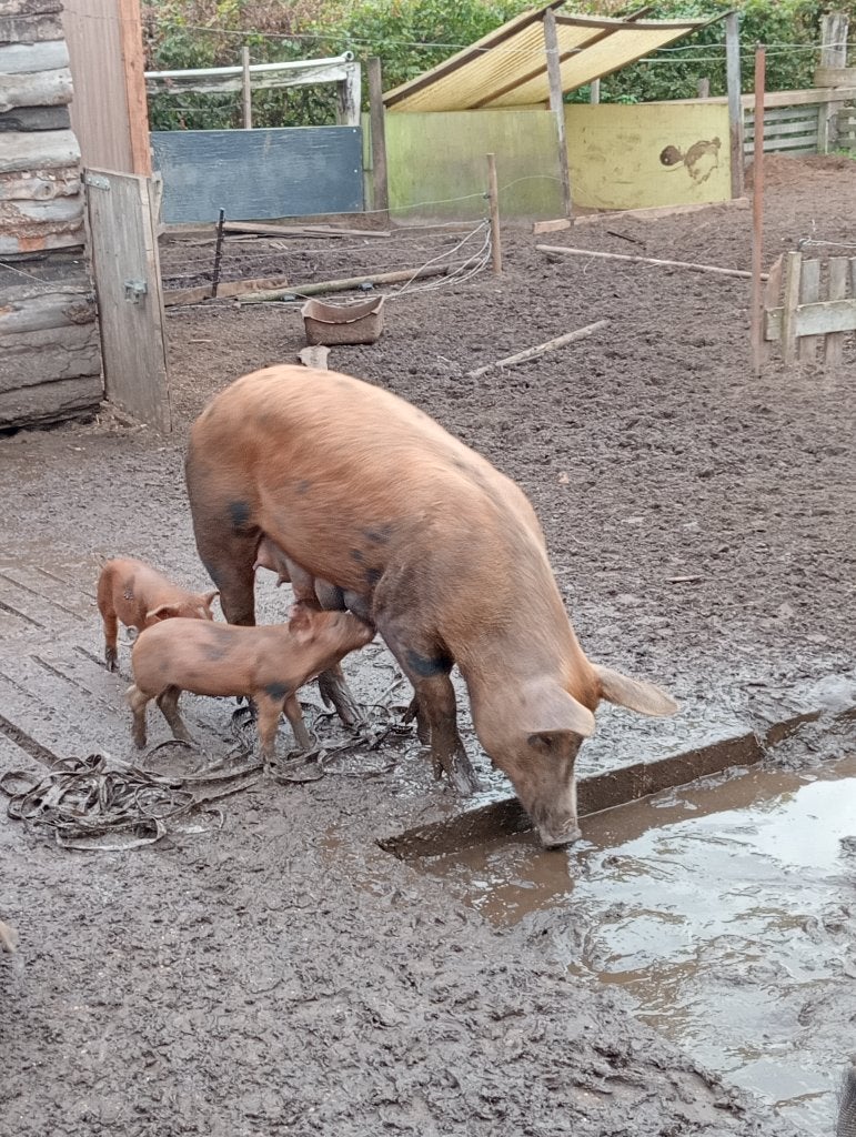 Te koop, Dieren en Toebehoren, Vrouwelijk, Varken, 0 tot 2 jaar