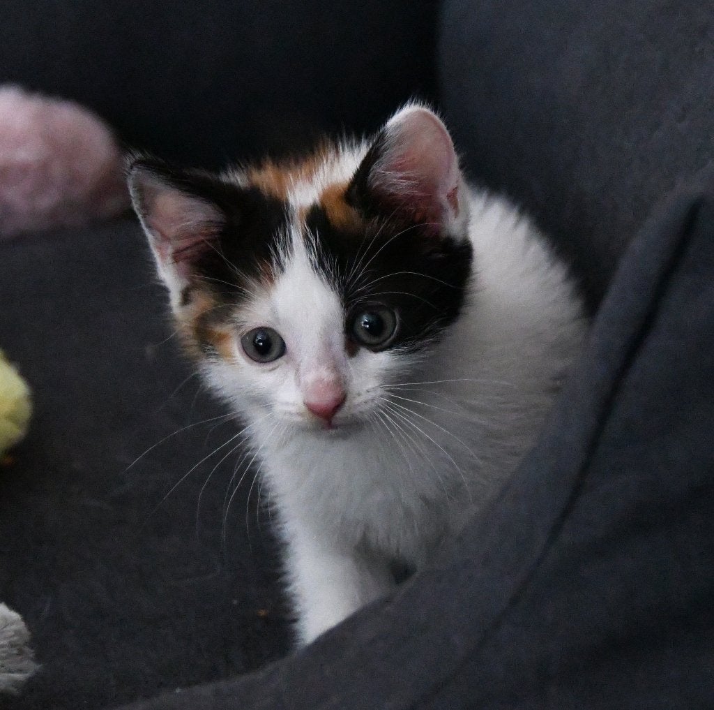 Kitten, Poes, 0 tot 2 jaar