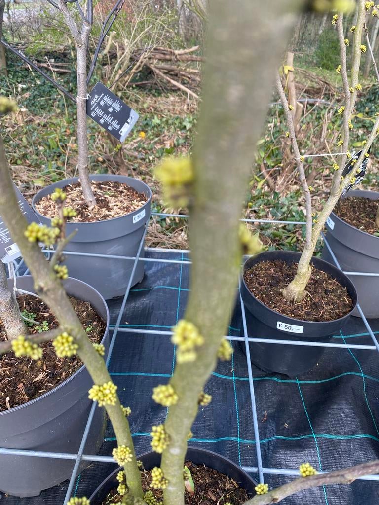 Cercis chinensis 'Shirobana' - Judasboom in pot, Tuin en Terras, Overige soorten, Lente, 100 tot 250 cm, Ophalen