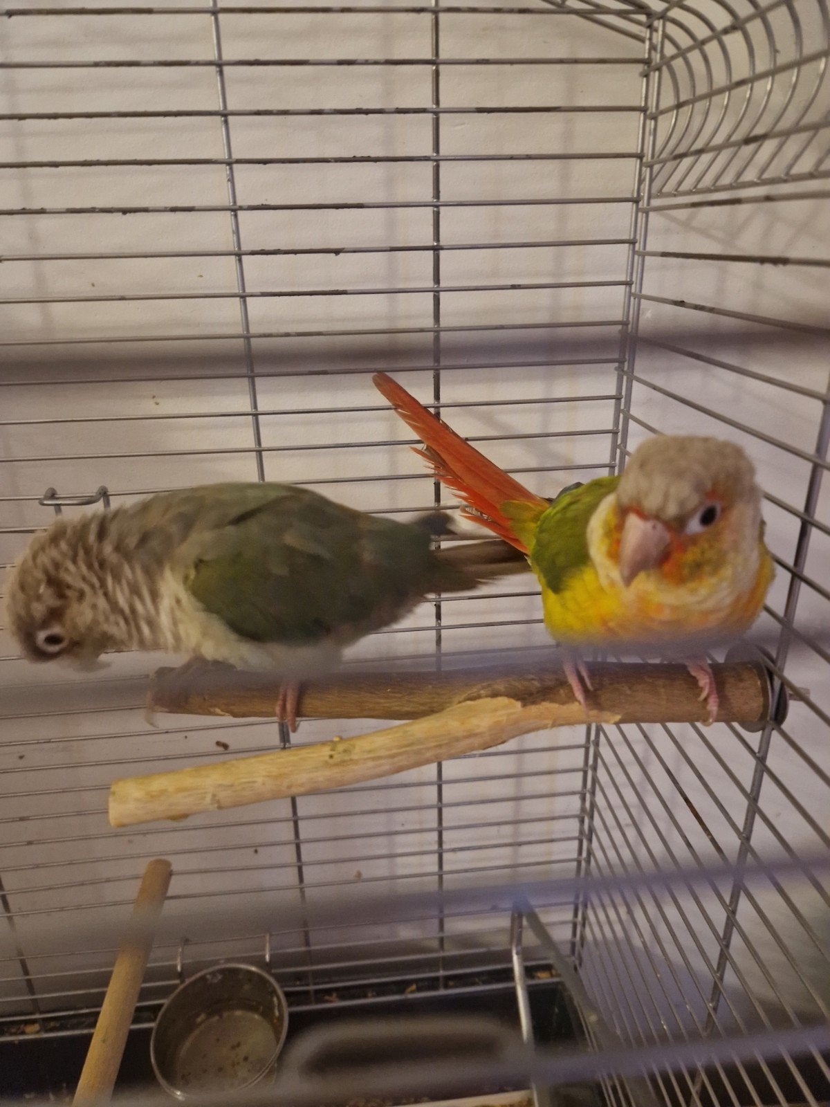pyrrhura's 2 stuks, Dieren en Toebehoren, Geslacht onbekend, Parkiet, Geringd