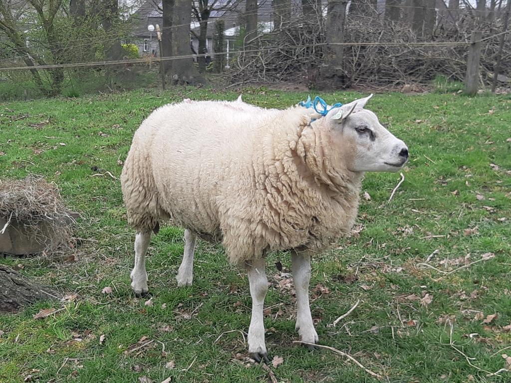 Luxe Texelaar dekram, Dieren en Toebehoren, Mannelijk, Schaap, 0 tot 2 jaar