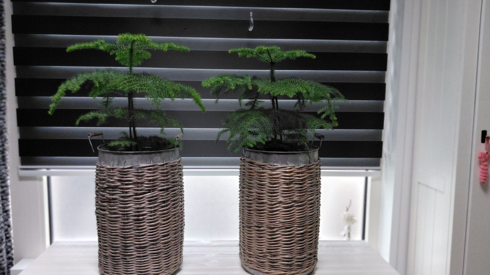 2 bloempotten + planten, Ophalen, Zo goed als nieuw