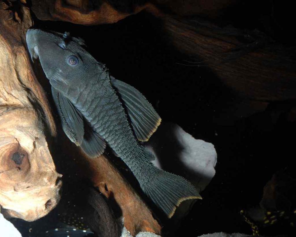 Volwassen L076 pleco, Dieren en Toebehoren, Vis