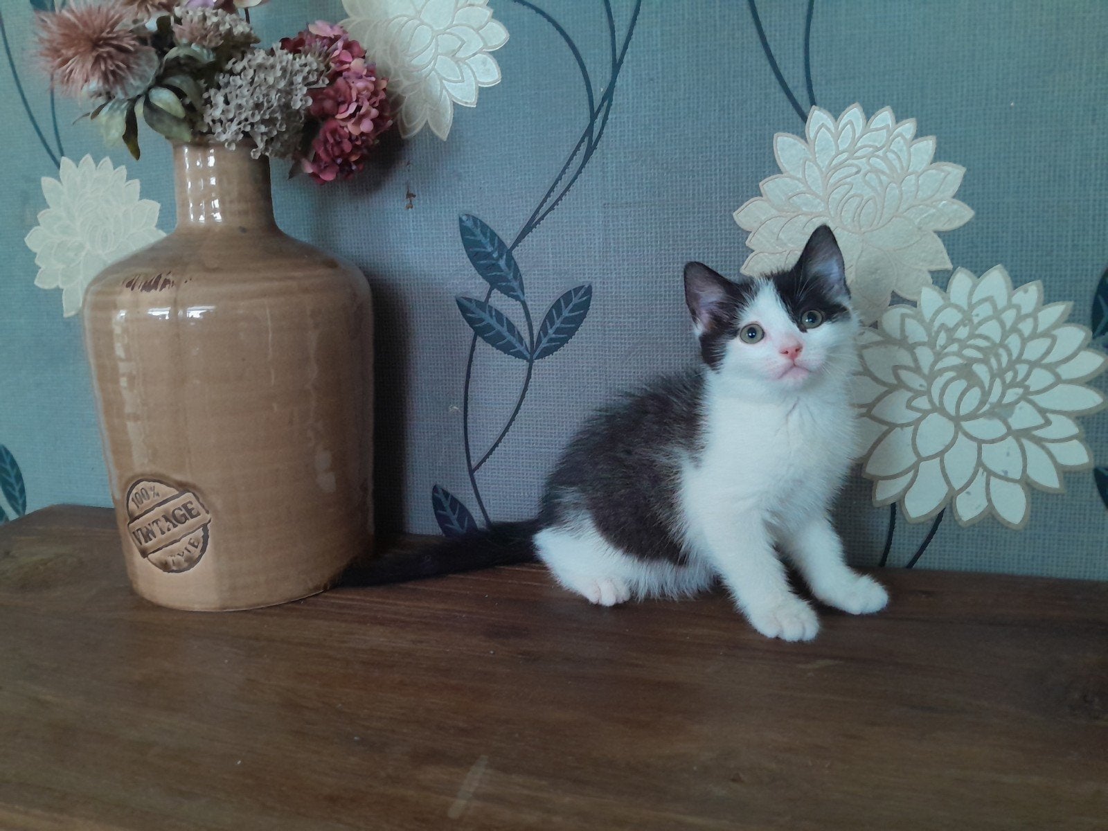 Kittens/poesjes, Poes, Kortharig, 0 tot 2 jaar