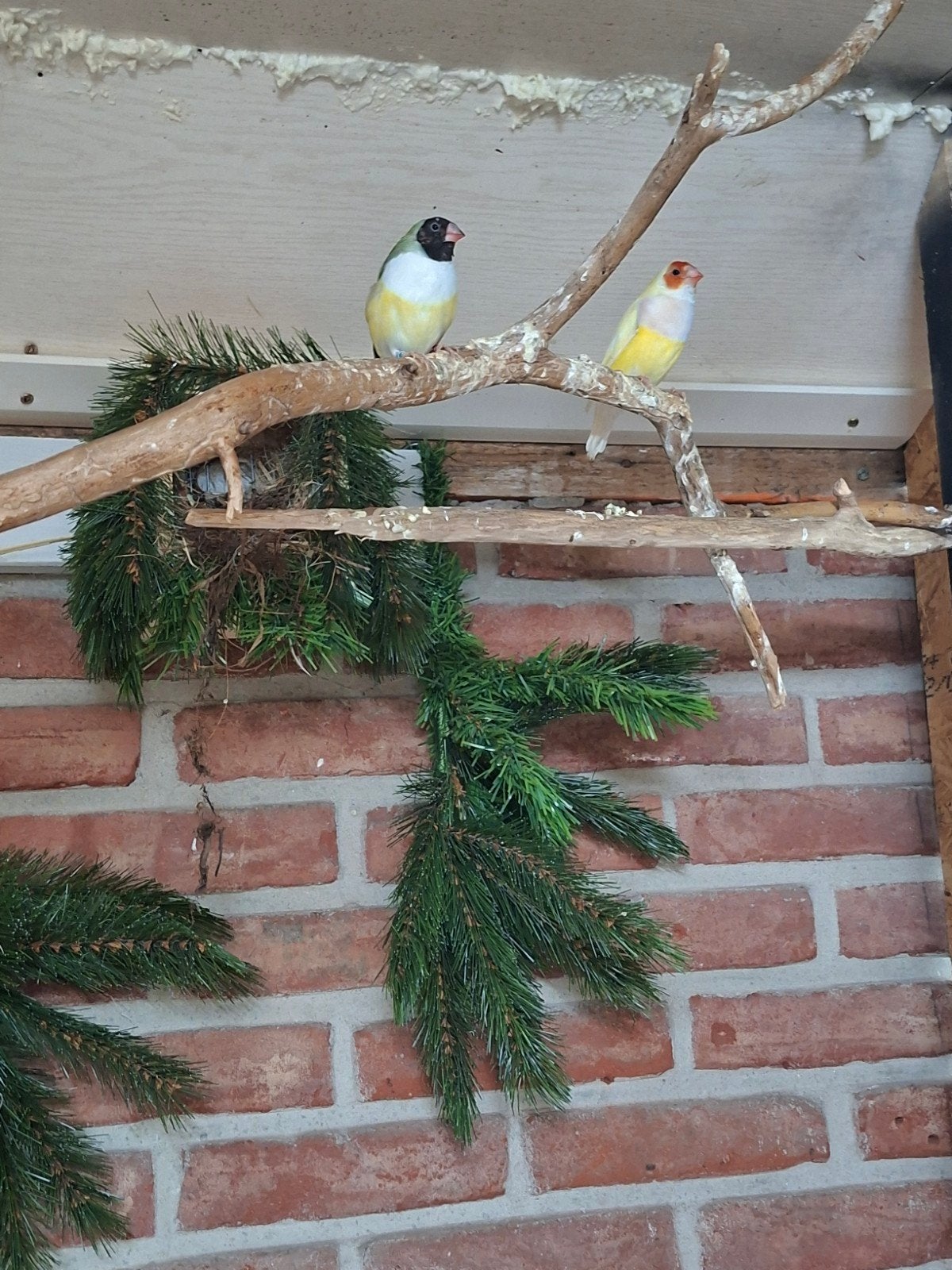 Gouldamadines, Dieren en Toebehoren, Meerdere dieren, Geringd