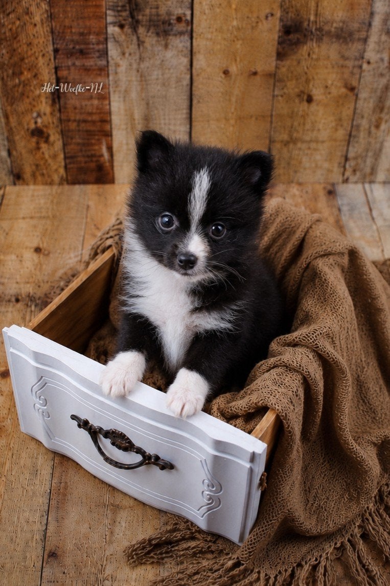 Alice🩷 Pomsky puppy 8weken oud, Overige rassen, 8 tot 15 weken, Teef, Parvo