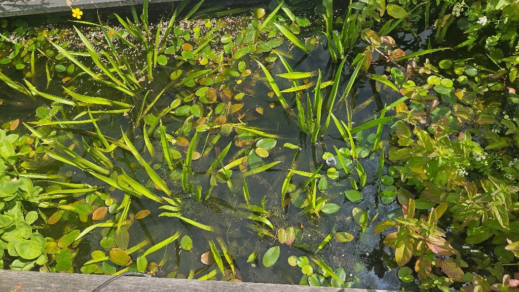 watermunt en krabbenscheer, Tuin en Terras, Vijvers, Ophalen of Verzenden