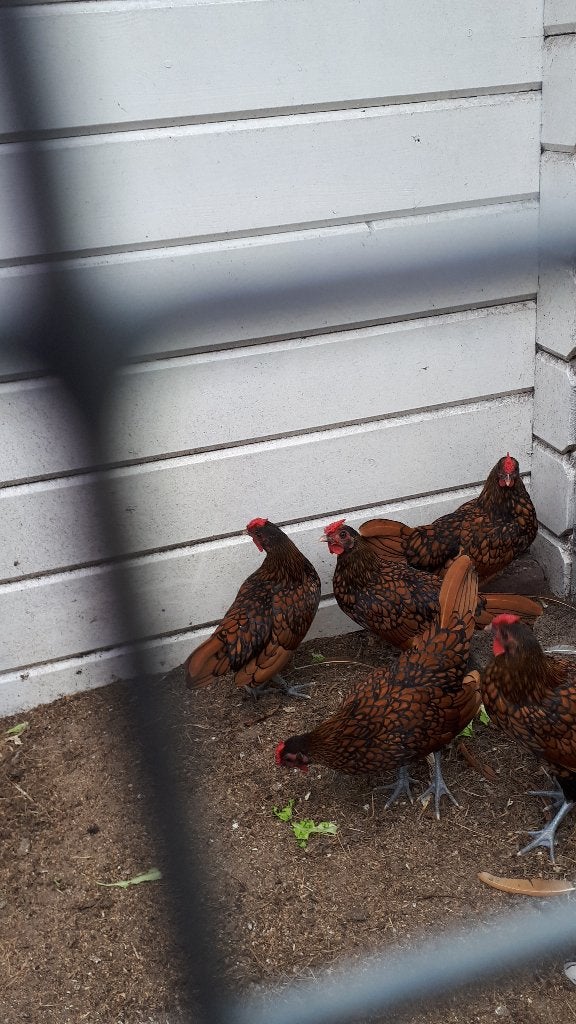 sebrigt krielhaantjes, Dieren en Toebehoren, Mannelijk, Kip