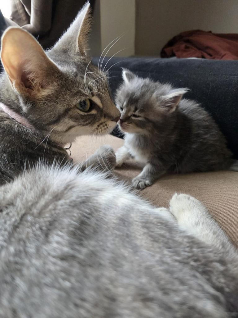 Met liefde opgegroeide kittens opzoek naar een warm gezin, Dieren en Toebehoren, Katten en Kittens | Overige Katten, Meerdere dieren