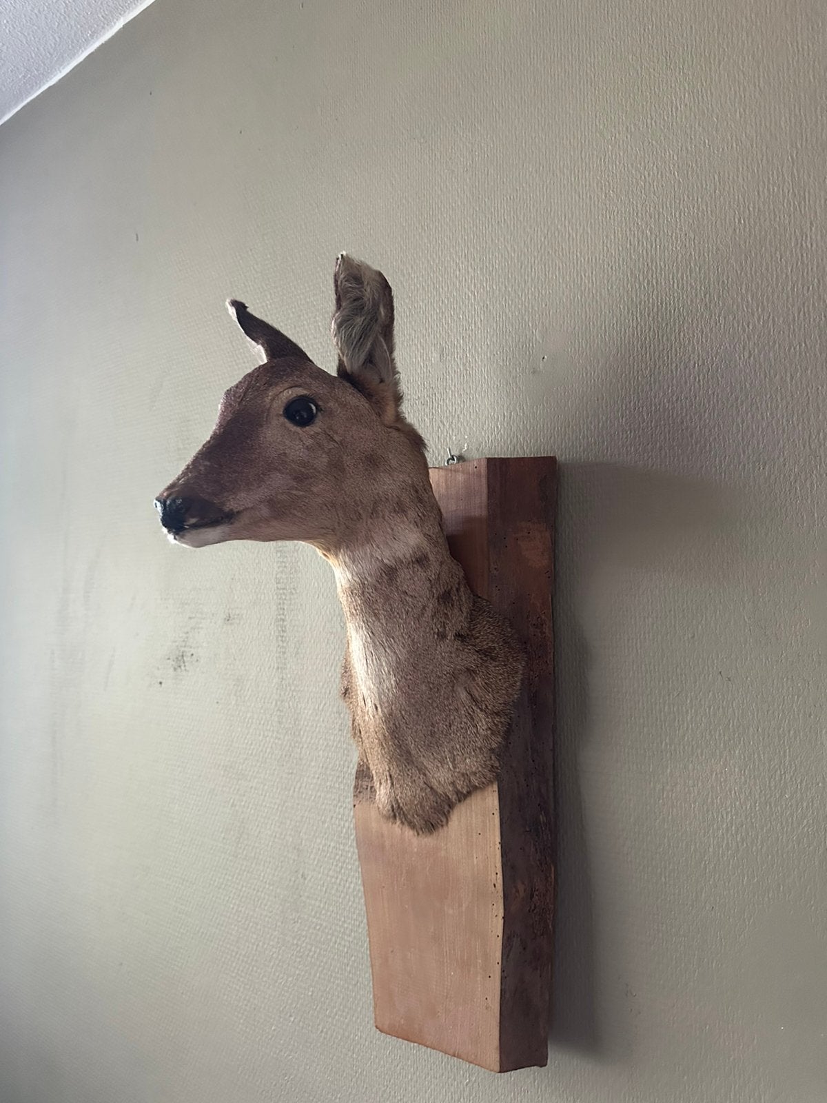 Opgezette ree op hout taxidermie, Verzamelen, Ophalen of Verzenden, Hert, Opgezet dier