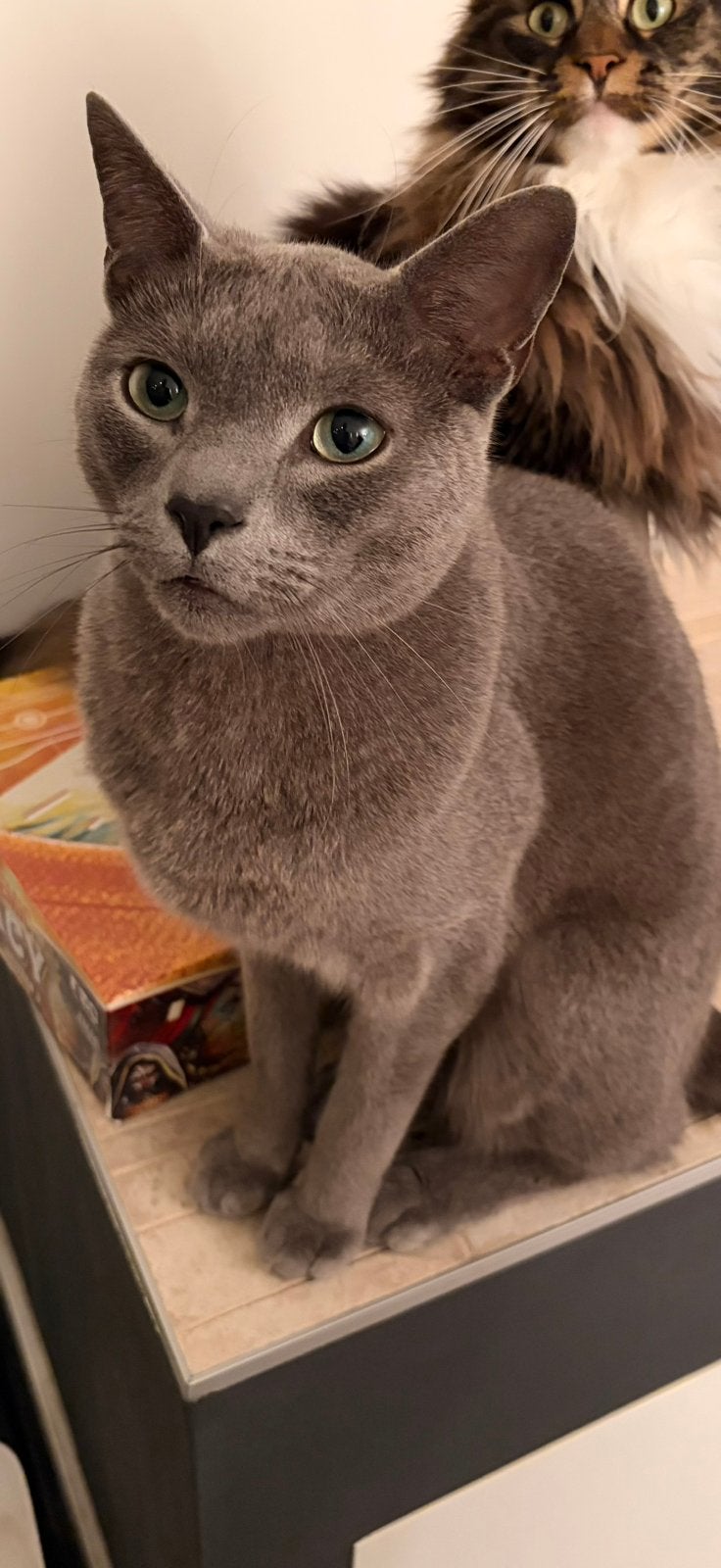 Lief thuis gezocht voor Darwin – Blauwe Rus kater, Dieren en Toebehoren, Kater, Gechipt, 3 tot 5 jaar