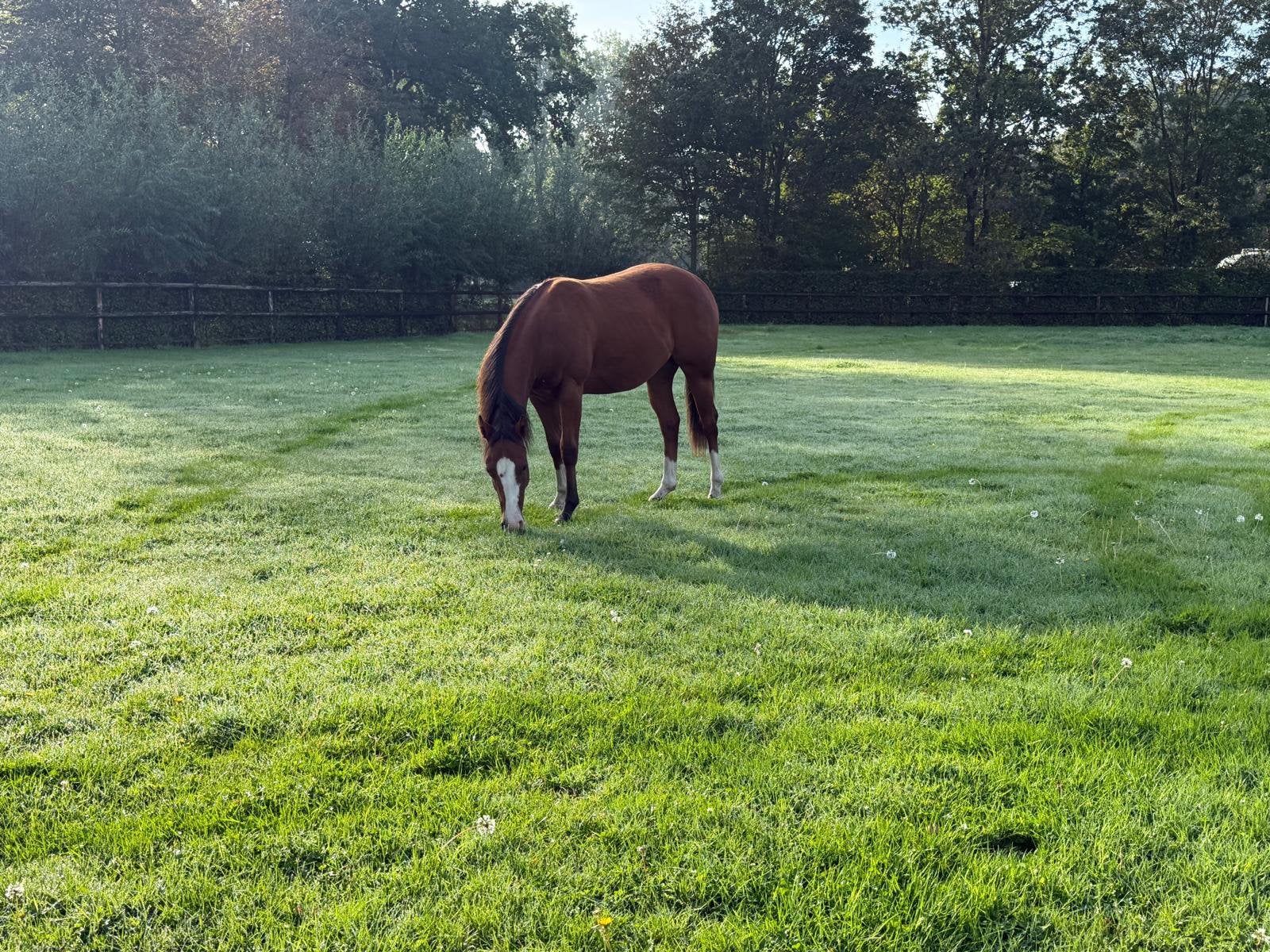 Quarter Horse jaarling merrie te koop, Dieren en Toebehoren, Merrie, Minder dan 160 cm, Met stamboom, 0 tot 2 jaar