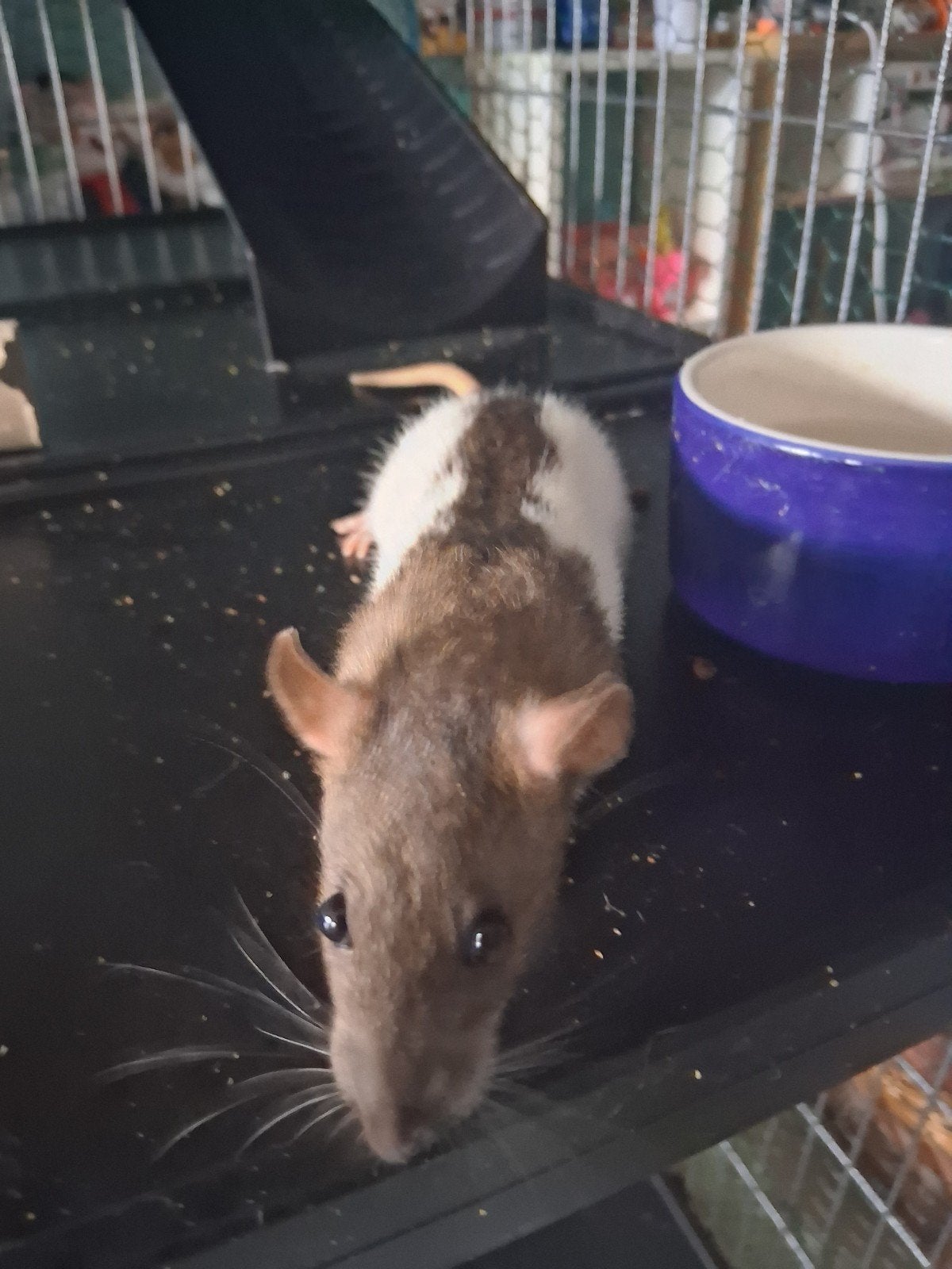 2 jonge ratten, April, Vrouwelijk, Rat