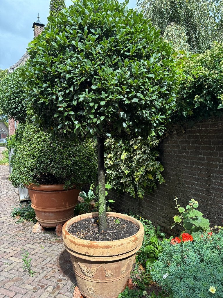 terrasplanten, Tuin en Terras, Overige soorten, Volle zon, Vaste plant, Ophalen of Verzenden