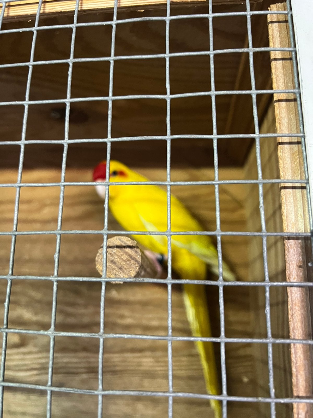 Kakariki grote man., Dieren en Toebehoren, Mannelijk, Zangkanarie