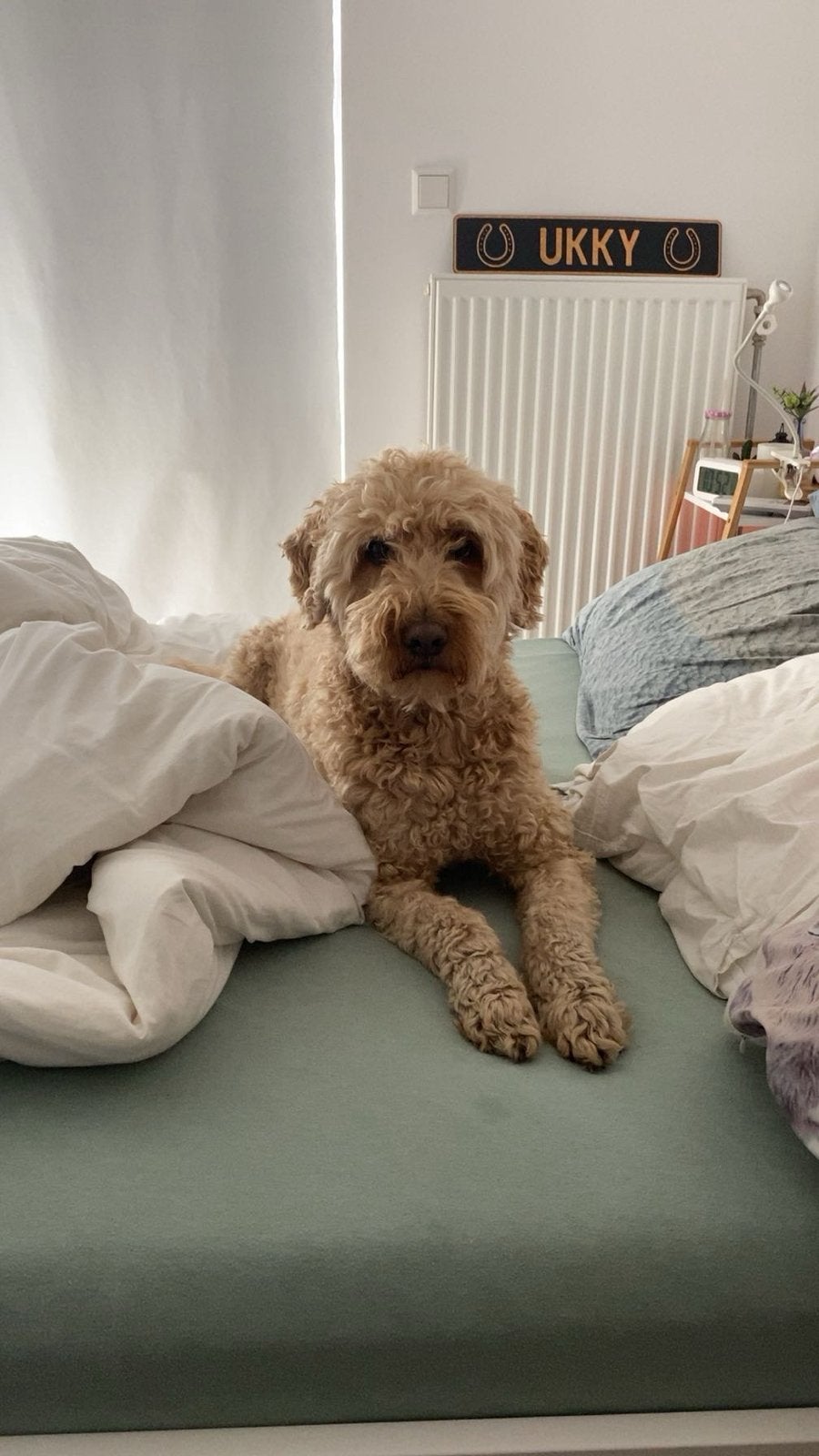 Oppas aangeboden voor dieren en kinderen! (Foute categorie), Dieren en Toebehoren, Ophalen of Verzenden