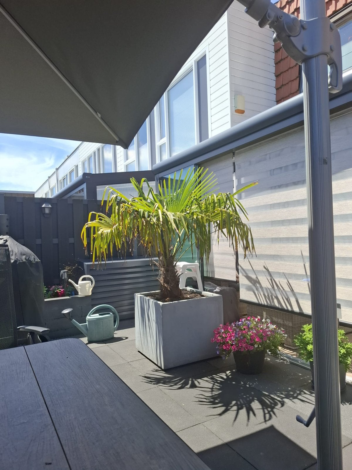 Palmboom 200 cm hoog pot 65x65x55 cm hoog, Ophalen of Verzenden