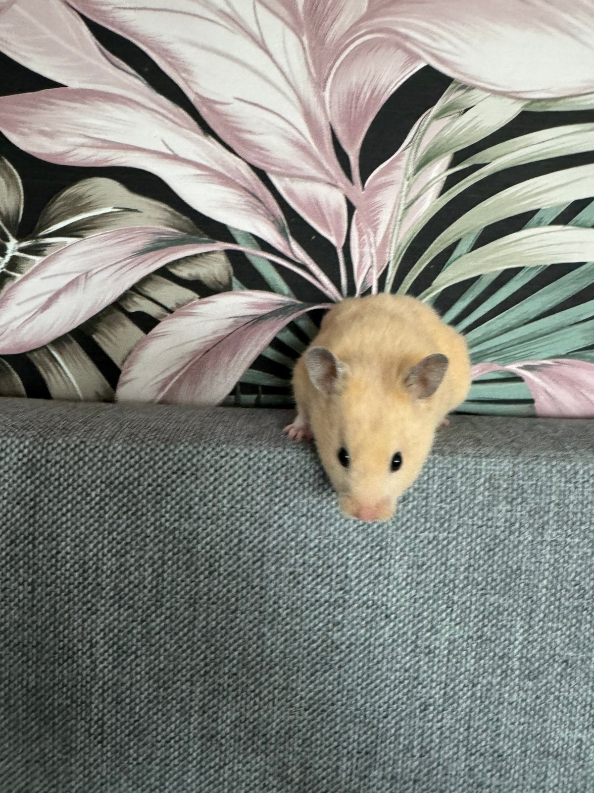 Lieve lichtbruine hamster geboren 26 juni 2026, Hamster, Juni, Vrouwelijk, Tam
