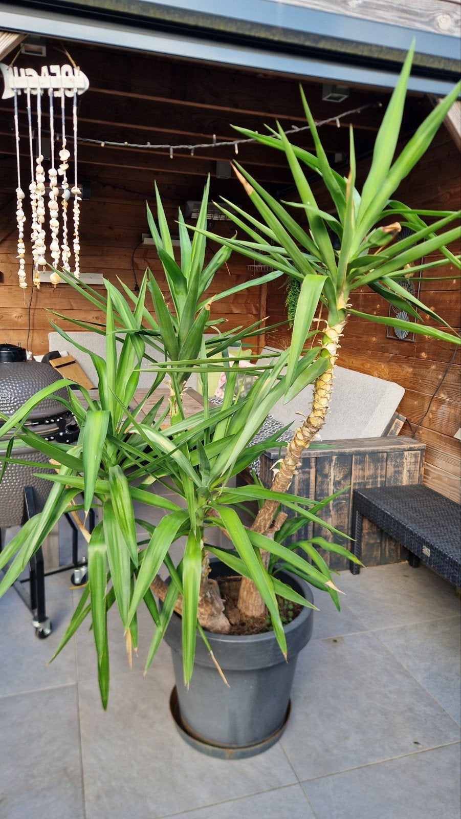 Grote Yucca 170 cm, Ophalen, Overige soorten, Volle zon