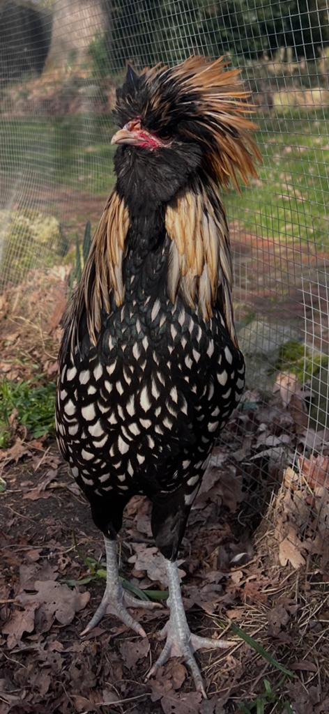 Zeldzaam mooie Paduha kuifbaard haan., Dieren en Toebehoren, Pluimvee, Mannelijk, Kip