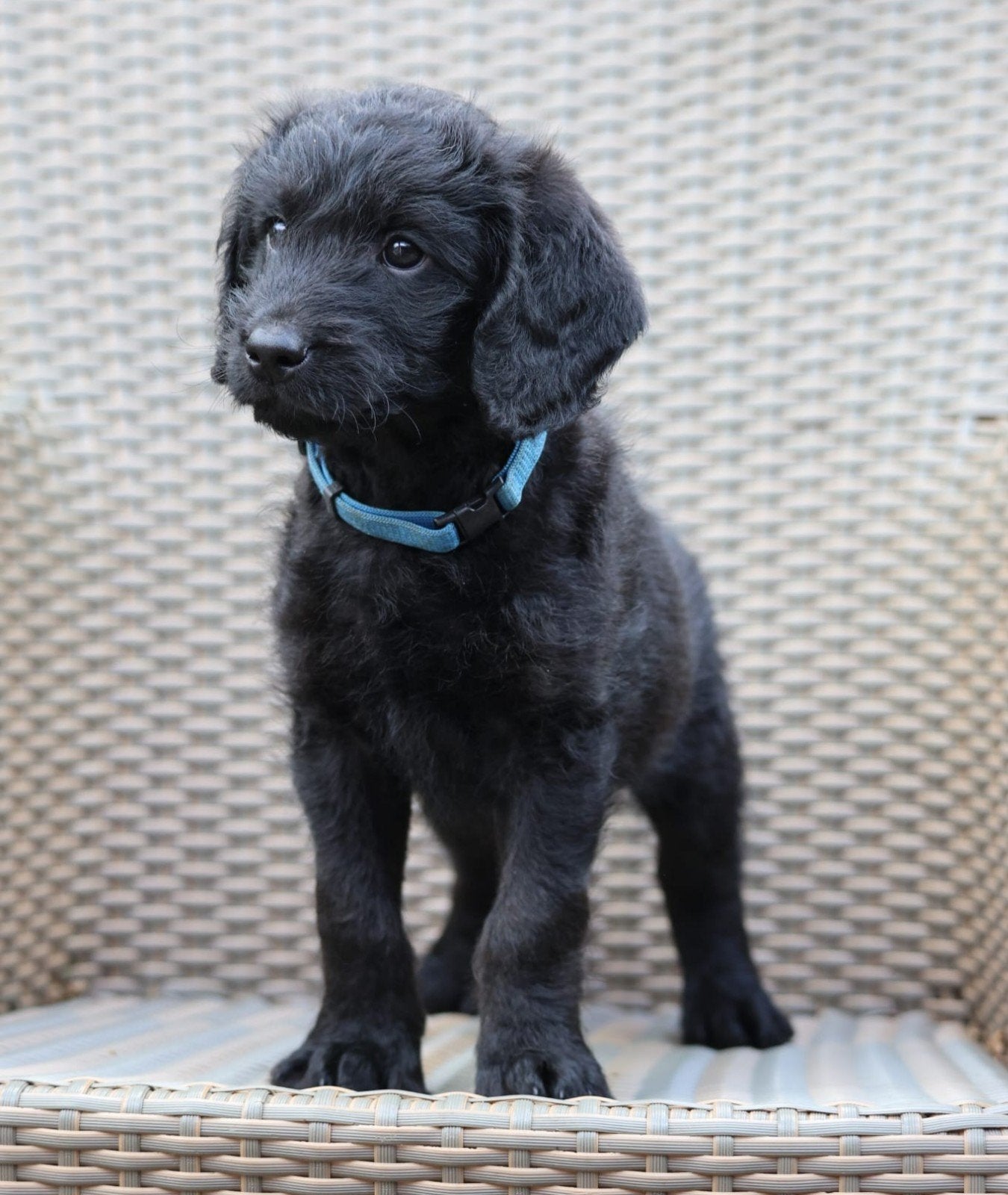 lieve en leuke labradoodle pups, Dieren en Toebehoren, CDV (hondenziekte), 8 tot 15 weken, Meerdere, Meerdere dieren