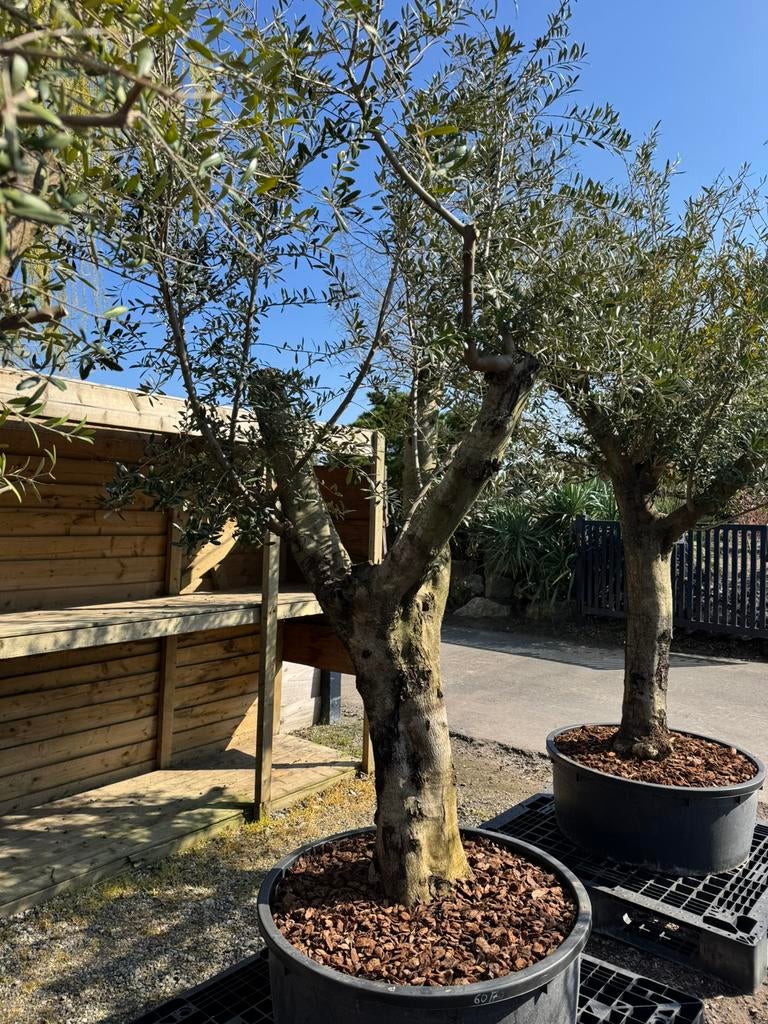 Dikke olijfboom €395,- Zondags geopend, 100 tot 250 cm, Olijfboom, Zomer, Ophalen