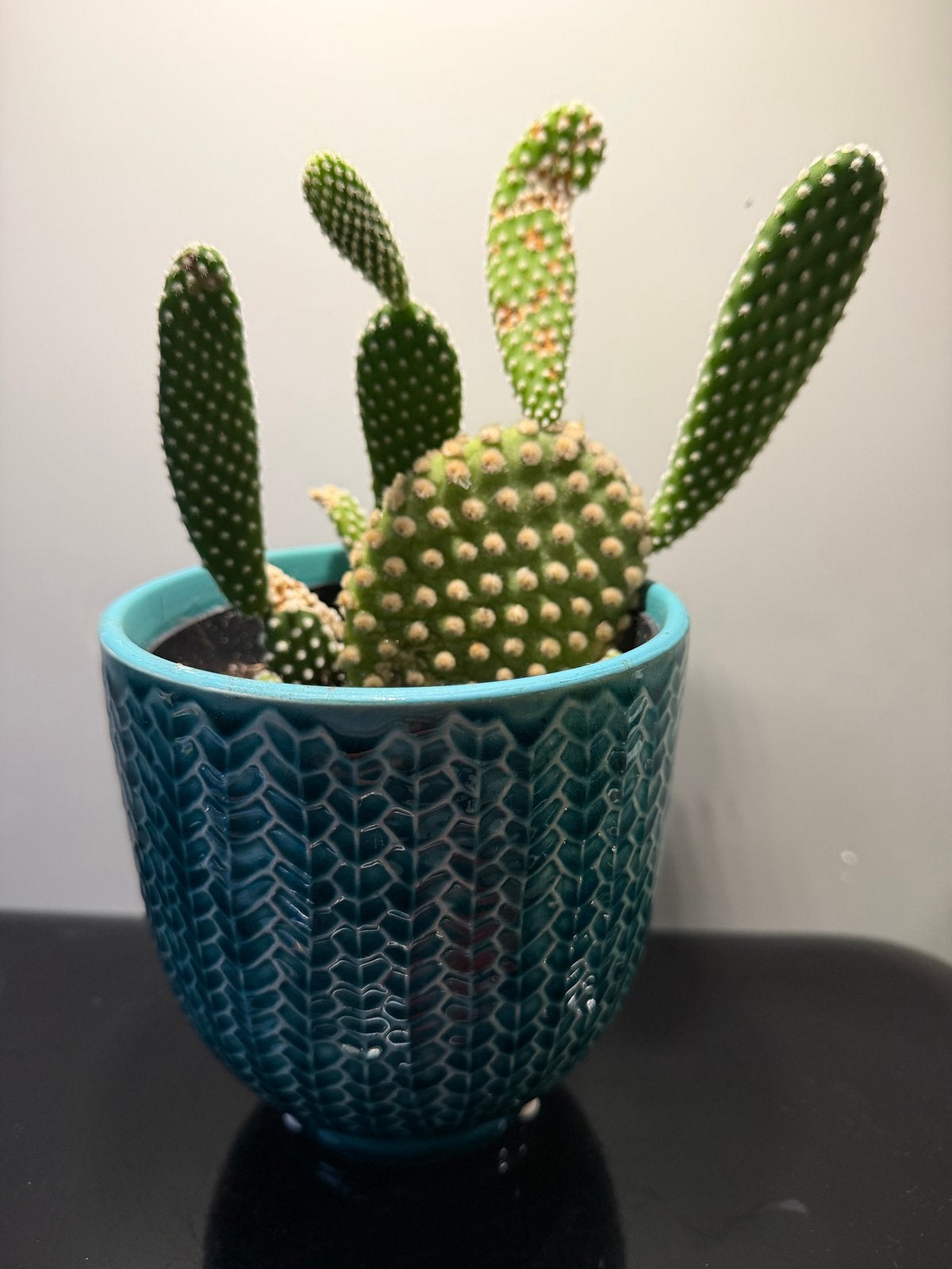 Opuntia microdasys - Konijnenoortjes cactus in pot, Tuin en Terras, Planten | Tuinplanten, Overige soorten, Volle zon, Vaste plant