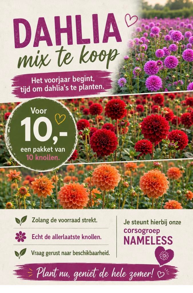 Dahlia knollen ( in de mix ) te koop, Ophalen, Zo goed als nieuw
