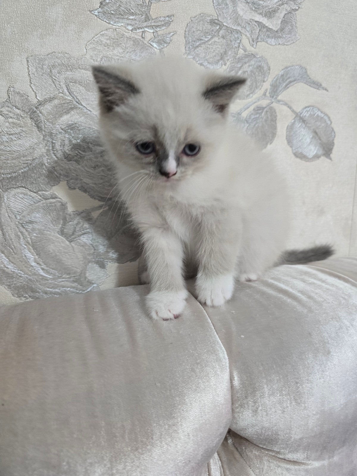 brits kort haar, Poes, Met stamboom