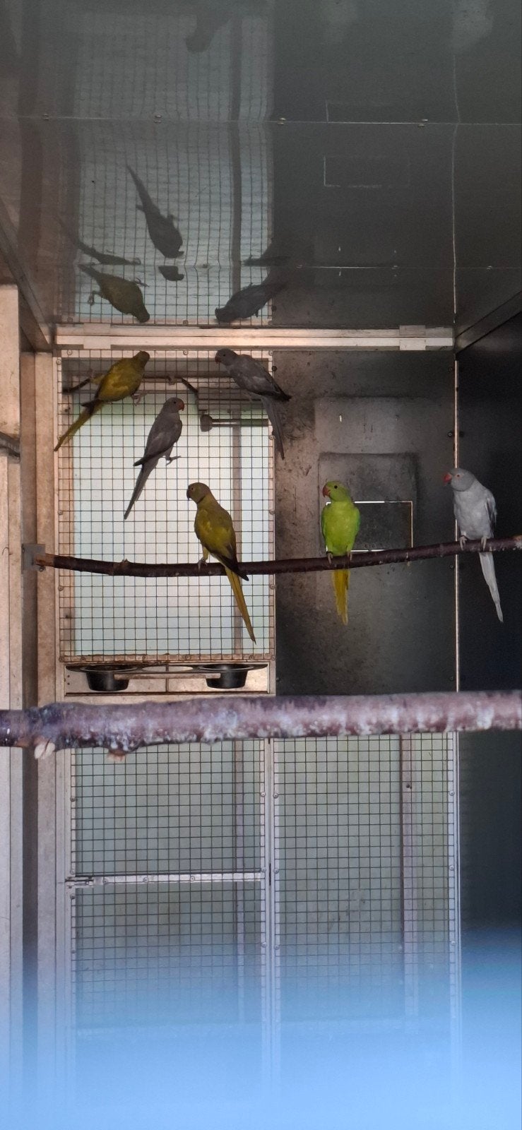 Halsbanden te koop, Meerdere dieren, Parkiet, Geringd