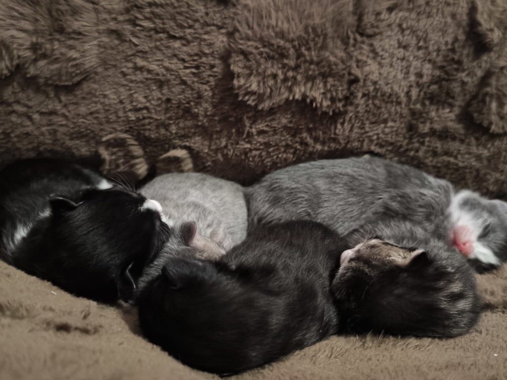 Lieve kittens zijn alvast op zoek naar hun gouden mandje, Meerdere dieren, Kortharig, 0 tot 2 jaar