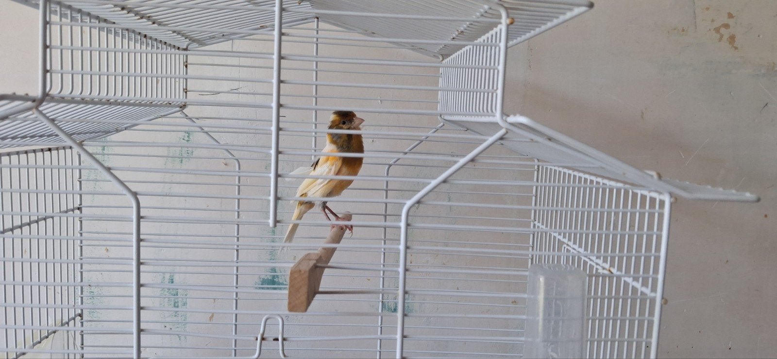 Kanarie man, Dieren en Toebehoren, Mannelijk, Kleurkanarie