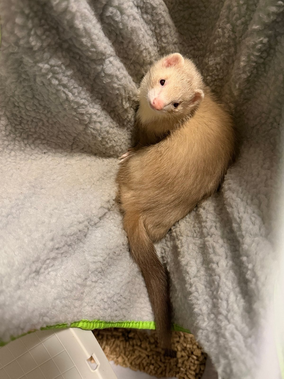 Lieve fret Sandy zoekt een nieuw thuis, Juni, Vrouwelijk