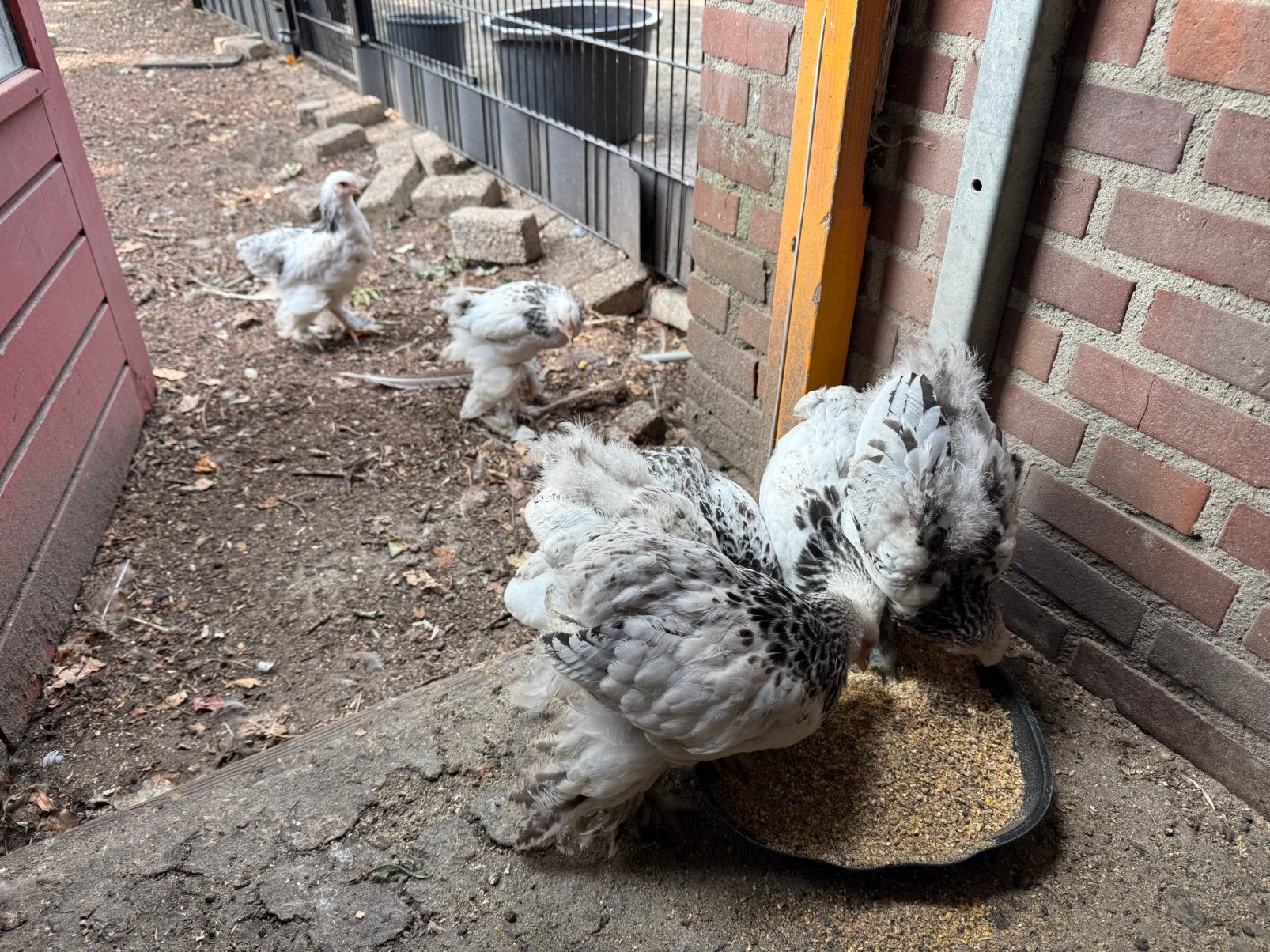 Brahma kippen  buff colmbia, Dieren en Toebehoren, Vrouwelijk, Kip
