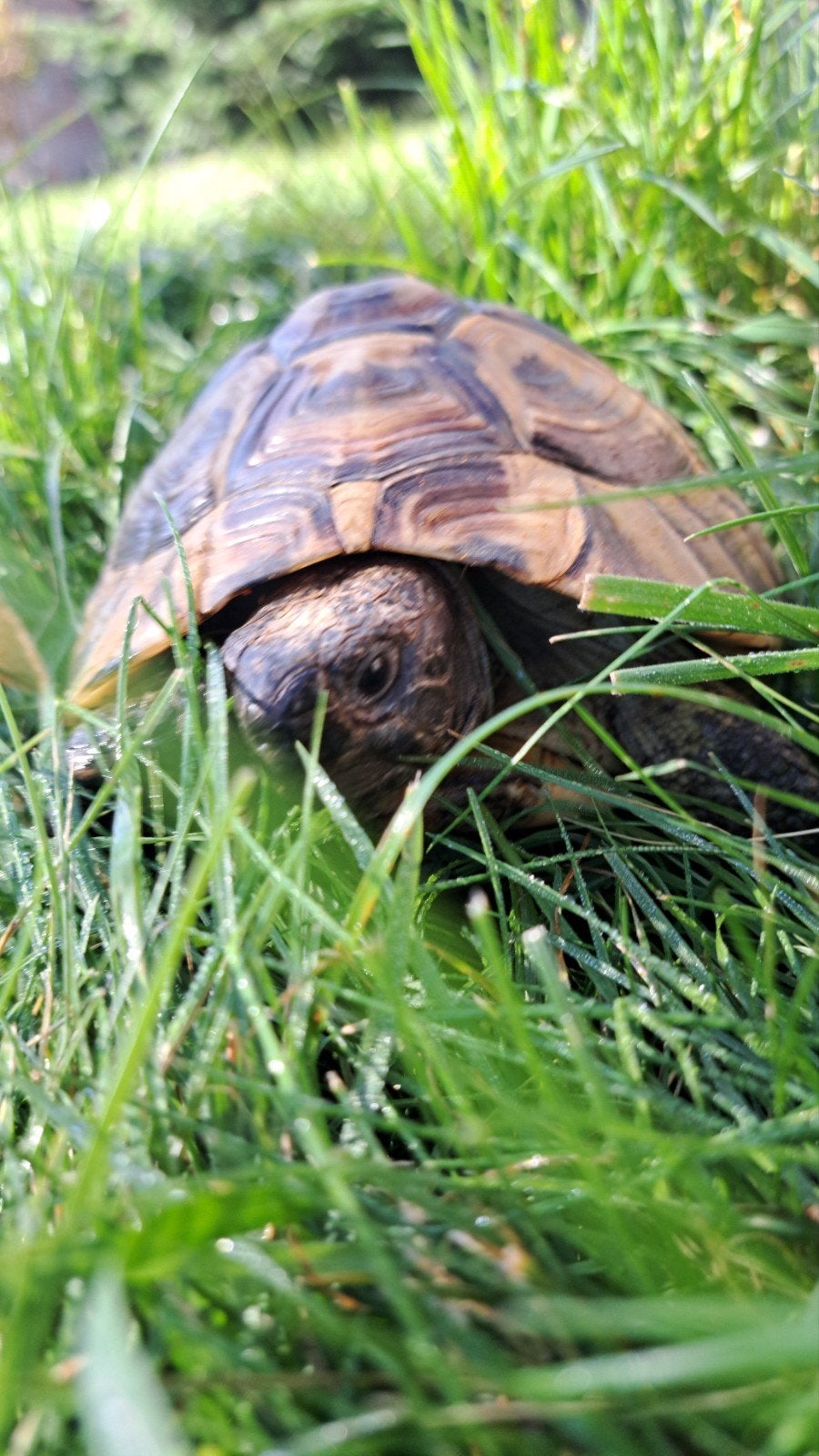 Testudo hermanni (Griekse landschildpadden) Tortoise photo 4