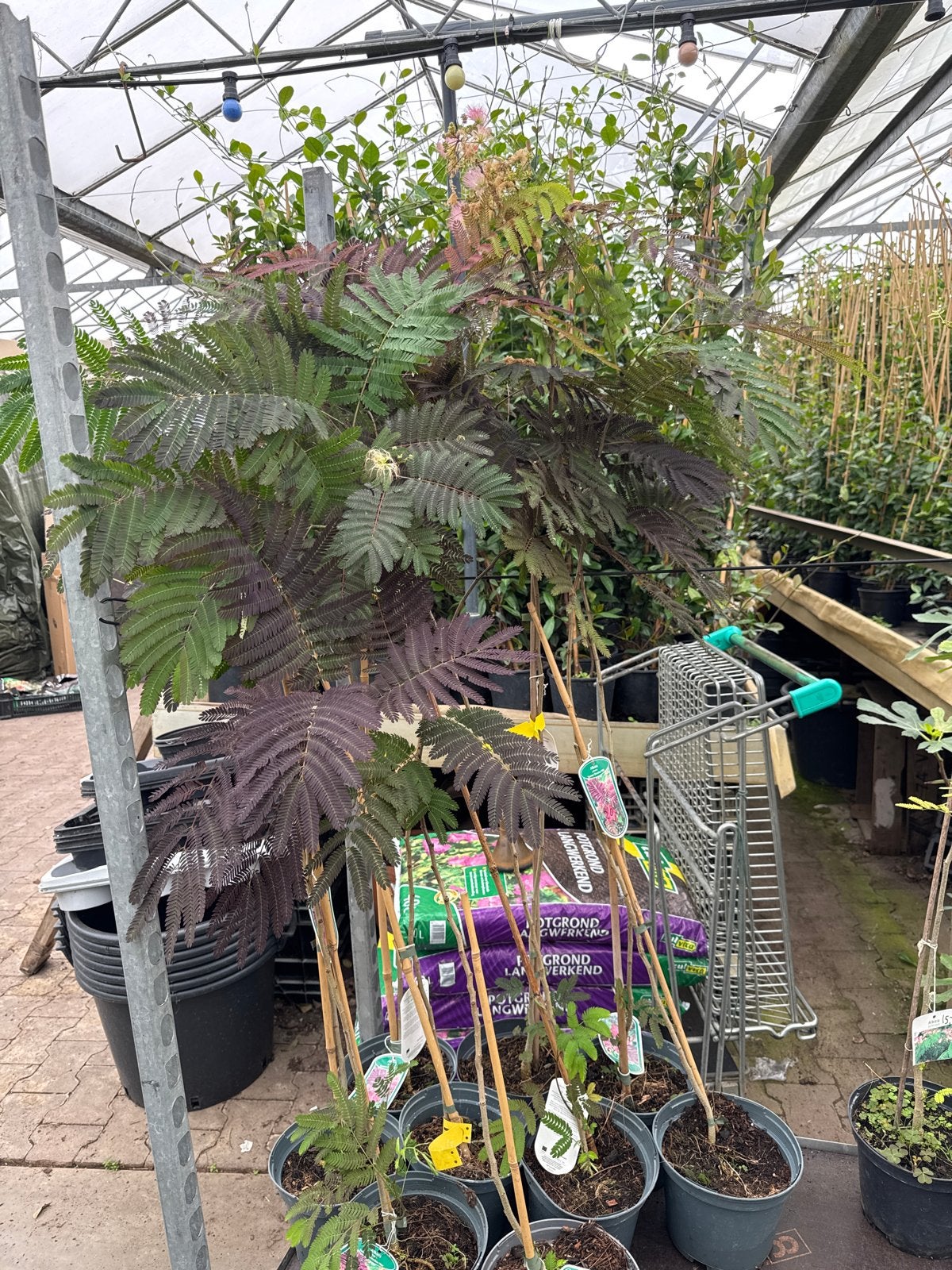 Albizia Summer Chocolate 100/125 - Nu in de aanbieding!, Overige soorten, 100 tot 250 cm, Zomer, Ophalen