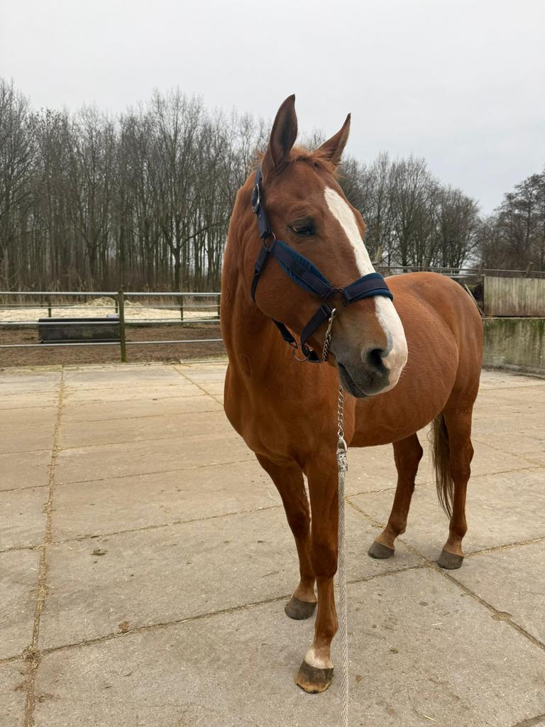 GRATIS! | 8 jarige ruin, Curioso/Vosje