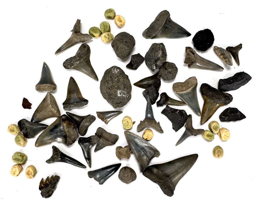 1172. Fossiele haaientanden en sediment - marien, Verzamelen, Ophalen, Fossiel