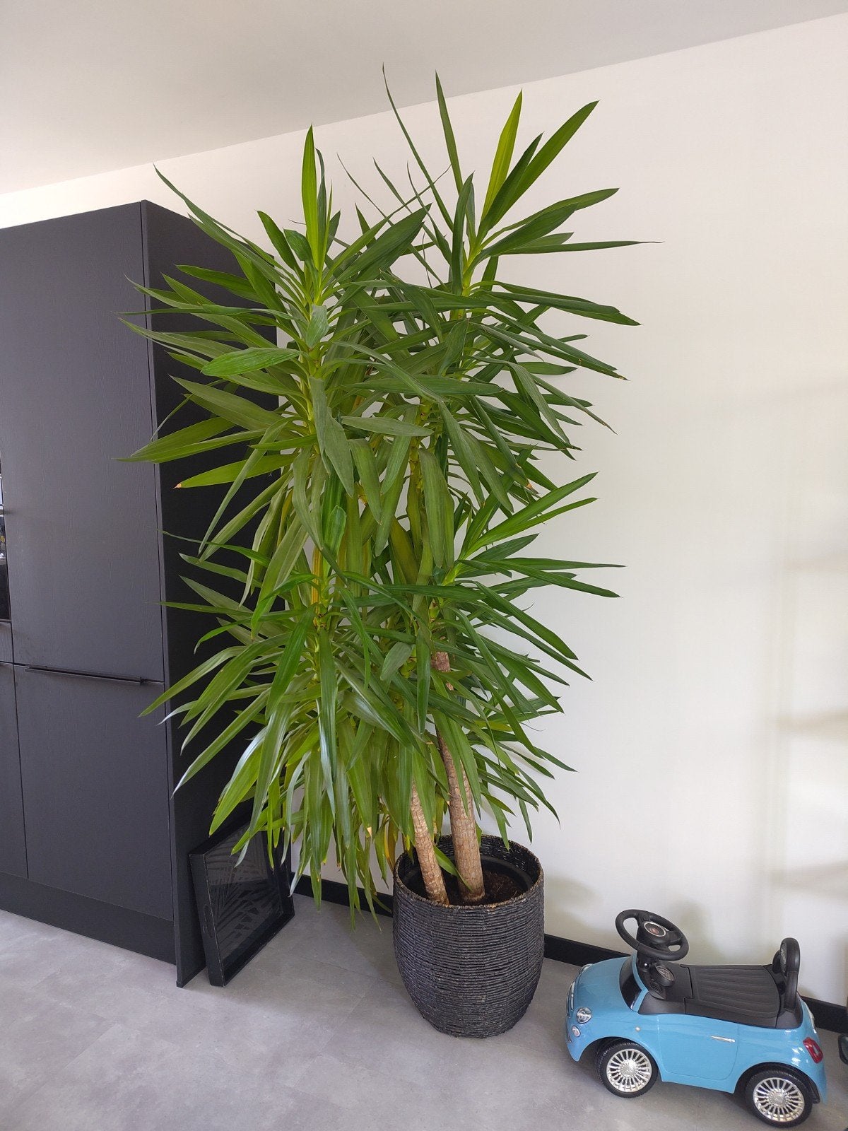 Grote plant yucca, Ophalen, Overige soorten, Volle zon
