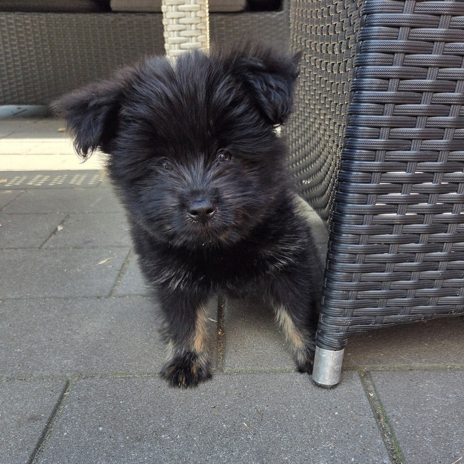 knappe pomeriaan boomer pup reutje, 8 tot 15 weken, Eén hond, Nederland, Particulier