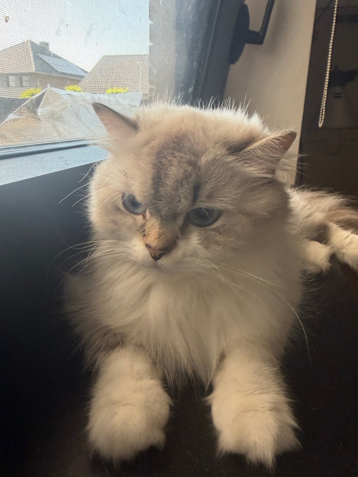Nieuwe thuis voor britse langhaar, Poes, Met stamboom, 0 tot 2 jaar
