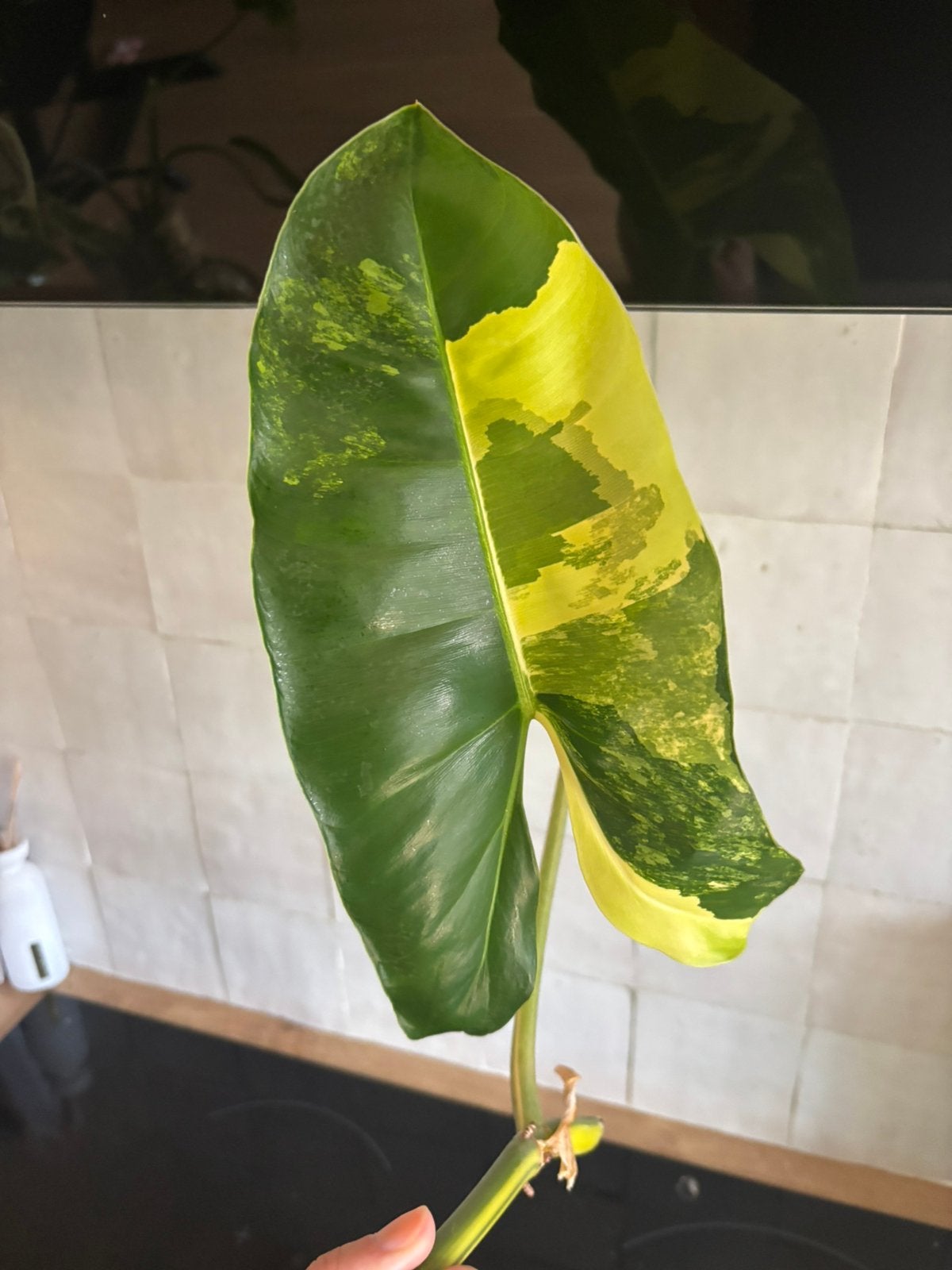 Philodendron Burle Marx variegata, Huis en Inrichting, Kamerplanten, Ophalen, Halfschaduw, Minder dan 100 cm