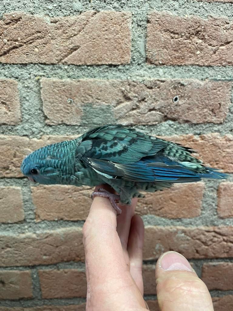 Tam maken.   Catharina parkiet, Dieren en Toebehoren, Vogels | Parkieten en Papegaaien, Mannelijk, Parkiet, Geringd