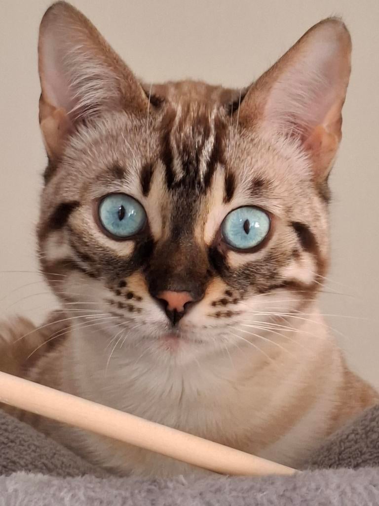 Noah snow bengaal 8 maanden oud, Dieren en Toebehoren, Katten en Kittens | Raskatten | Korthaar, Kater